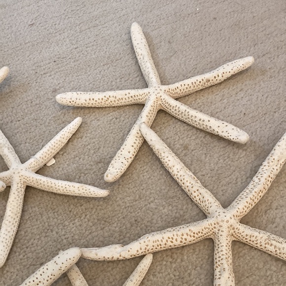 Natural starfish Christmas ornaments. All perfect ready for your coastal tree - Picture 6 of 8